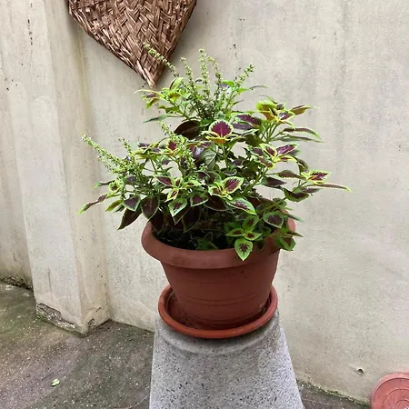 5 3*